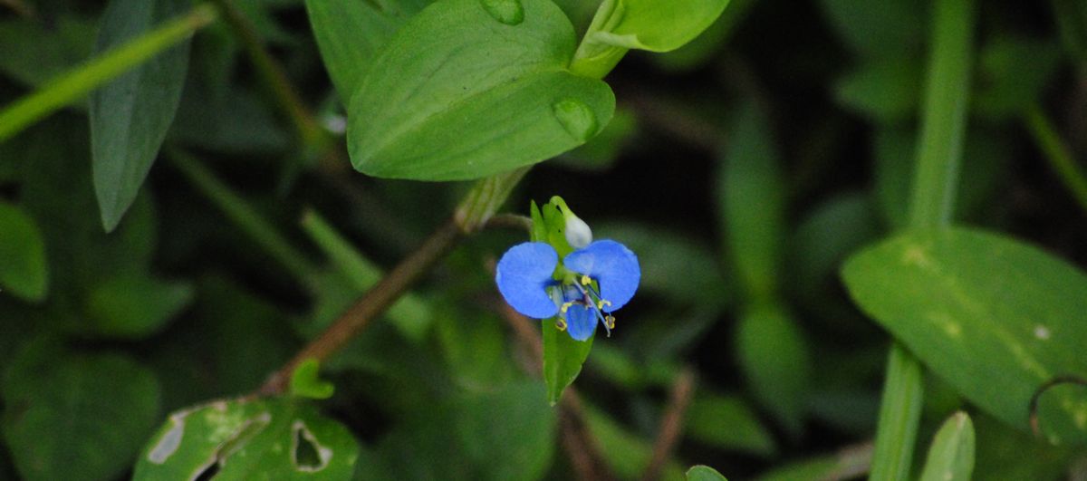Common Dayflower